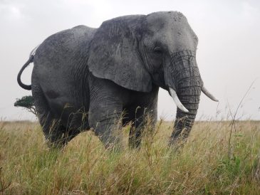 Another elephant, up close and personal. I was safely inside the Land Cruiser. (Lynn R. Blamires, Special to the Standard-Examiner)